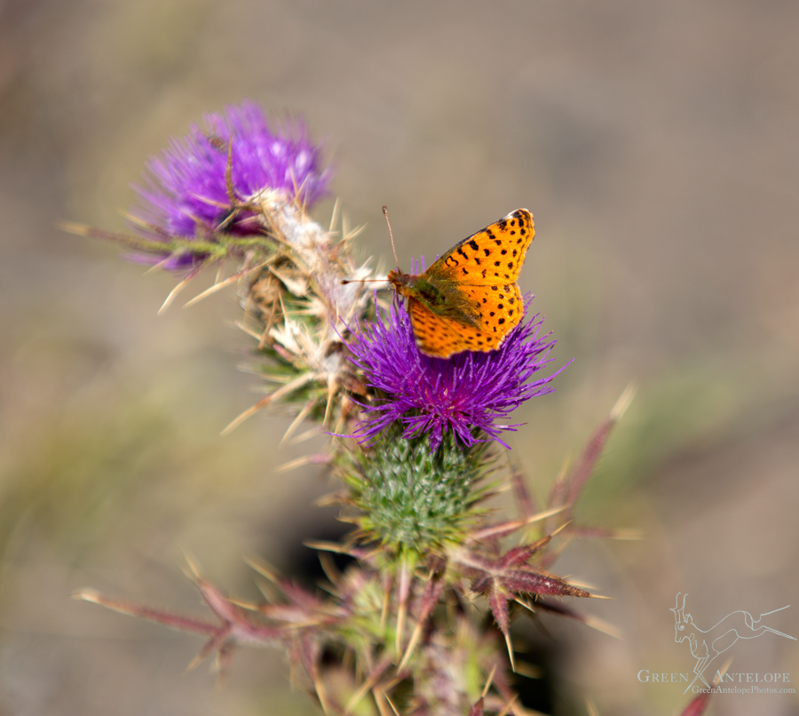 Torres del Paine, Chile