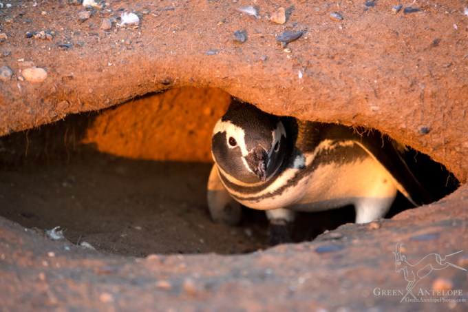 Isla Magdalena, Chile
