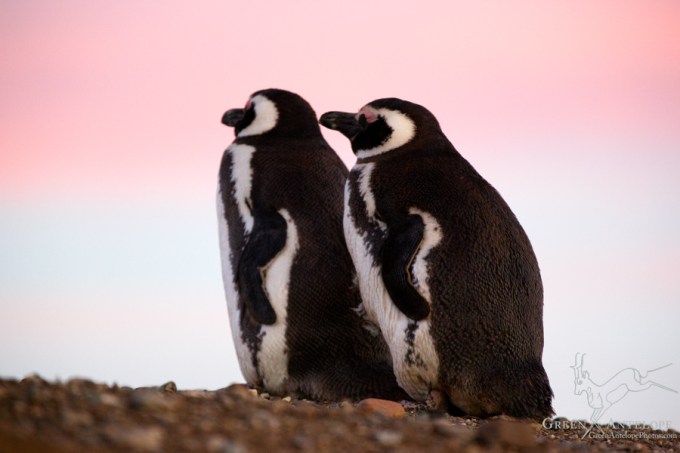 Isla Magdalena, Chile